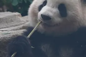 熊猫社区｜大熊猫北辰合班啦！它适应得好吗？图片