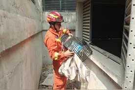 家猫被野猫“揍”下井，消防员下10米深井救猫图片