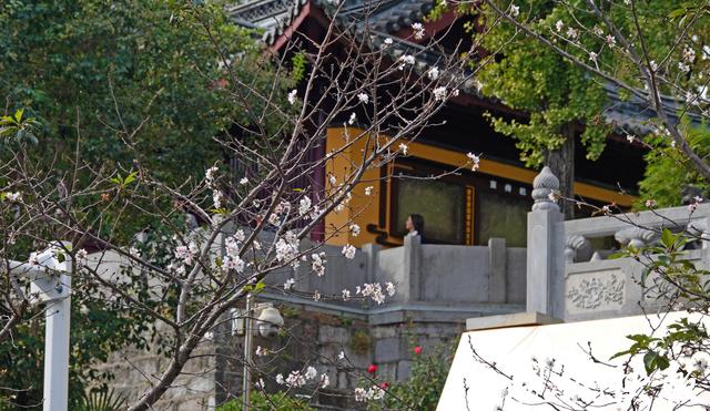 南京鸡鸣寺路樱花11月“反季”绽放，网友：春天来了？