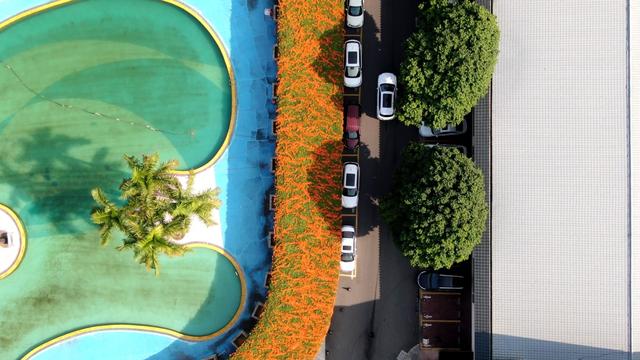 花开如瀑！新会这条“炮仗花廊”美爆了