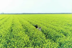 洪湖老湾回族乡：油菜花开春意浓 乡村旅游渐升温图片