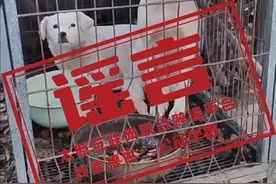 太原贩狗点杀狗买卖狗肉？真相来了！图片