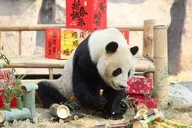 动物们怎么过小年？上海野生动物园备好了专属菜肴图片