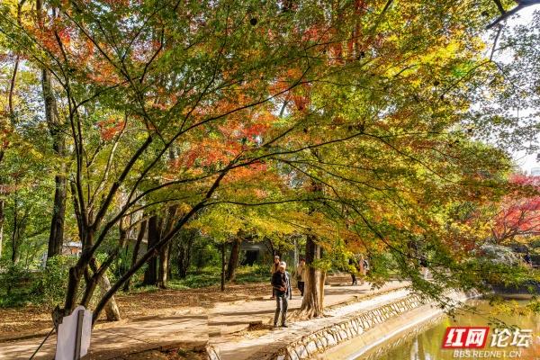 湖南烈士公园槭树湾：深秋不可错过的城市彩色秘境