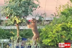 “头一回见！”一只猕猴闯入市民家中摘玫瑰！图片
