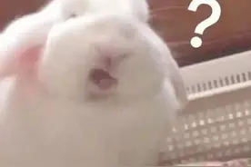 “兔年”到底是rabbit，hare还是bunny？图片