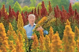 武祥云：中国藜麦产业化的“拓荒者”图片