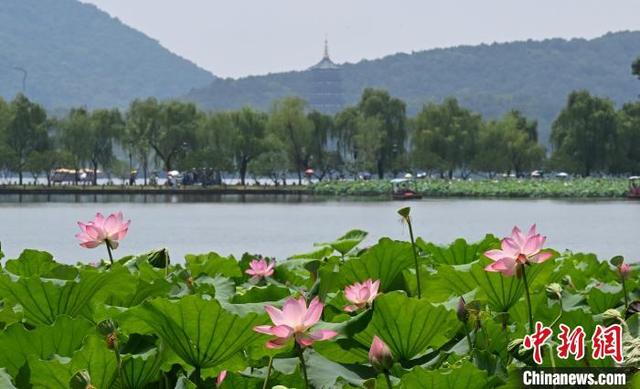 杭州西湖荷花迎盛花期 夏日美景吸引游人