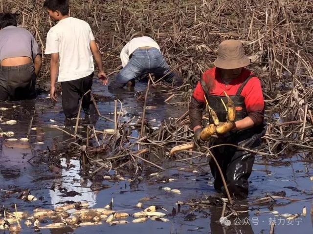 安宁摩所营：藕香满池好“丰”景