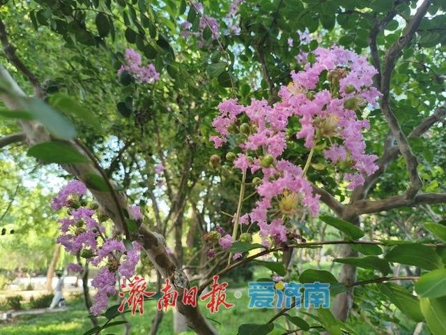 一年四季 泉在济南丨紫薇花开绽芳华 点亮济南初秋好景致