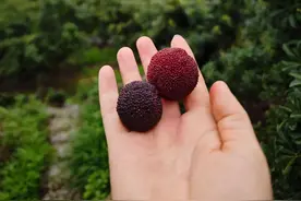 我家有棵杨梅树图片