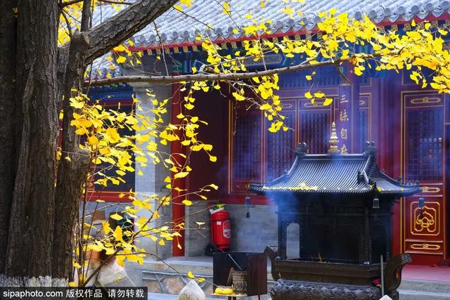 人少景美！北京这些古刹红叶正在最佳观赏期！
