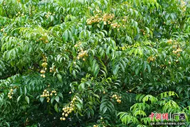 南宁延安镇黄皮果喜迎丰收季 硕果满枝甜蜜上市图片