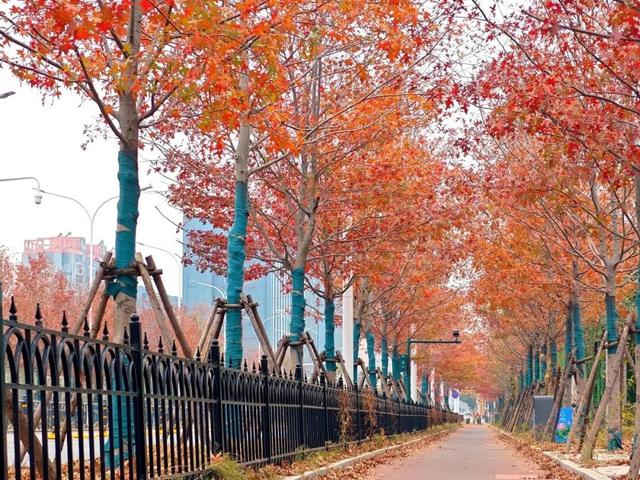 人少景美！洪山5处打卡地，周末约起