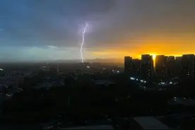 北京骤雨大风刮倒多棵大树，大树长得好好的，怎么一场大风就都被吹倒了呢？图片