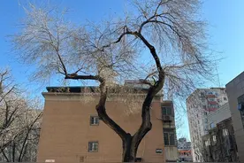 国常会审议通过《古树名木保护条例（草案）》 山东等多地已出台保护办法图片