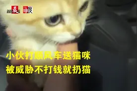 不打钱就把猫扔了？小伙打顺风车送猫遭司机半路“敲竹杠”图片