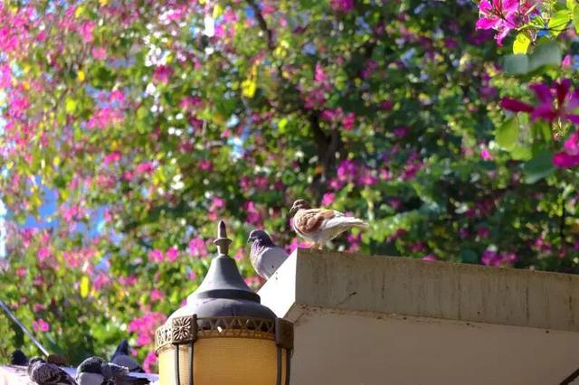 WOW，柳州超多赏秋打卡地，随手出大片！