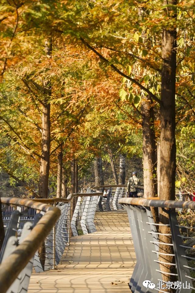 顶级秋色，房山水杉林已上线！