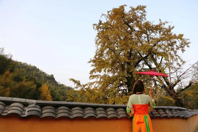 高岭宿集・赴一场银杏的金色邀约