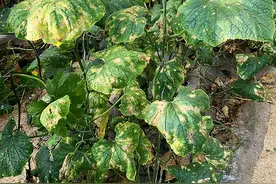 春季蔬菜易早衰如何调整有方法图片