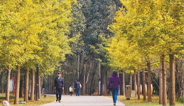 金色秋韵铺就城市画卷
