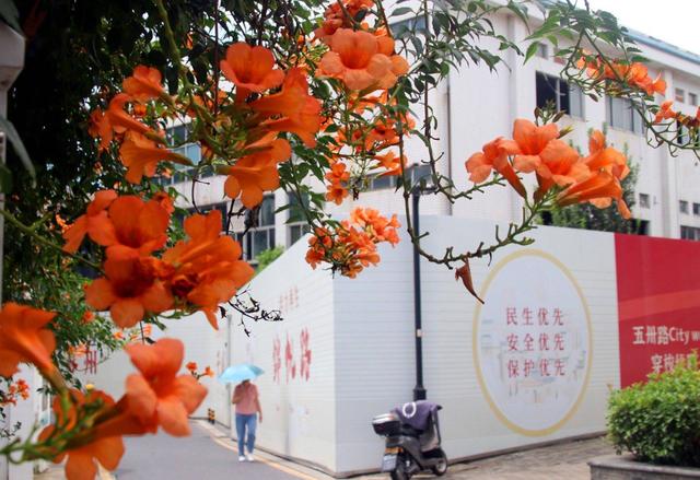 江苏苏州：立秋凌霄花儿开