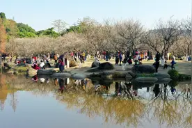 第十四届萝岗香雪文化旅游节1月3日开幕图片