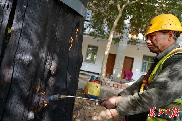 1300岁！武汉两株“银杏王”，金了