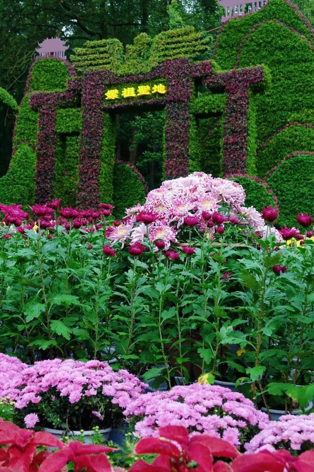 青睐绵阳 ‖ 一城秋色，菊香满园，游仙区富乐山十万香阵花正浓！