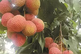 “南山荔枝”妃子笑今日开摘 糯米糍、桂味6月中旬陆续上市图片