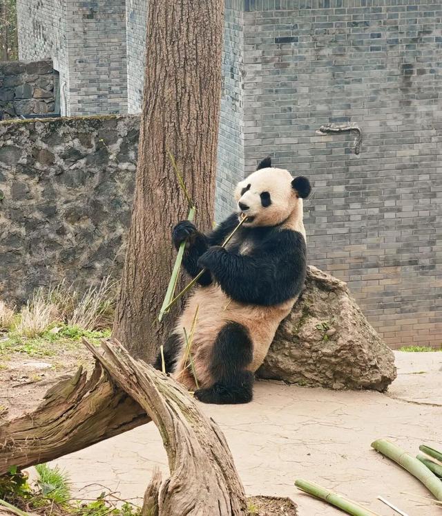 【2026成都冬令营】雪韵蓉趣，嗨玩蜀冬：解锁巴适成都生活！