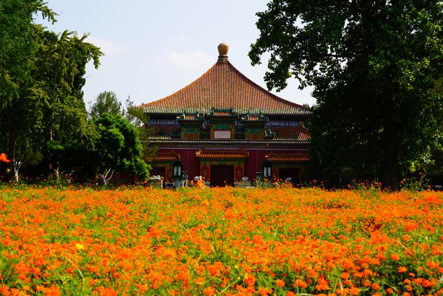 北海公园万佛楼景区硫化菊花海进入最佳观赏期