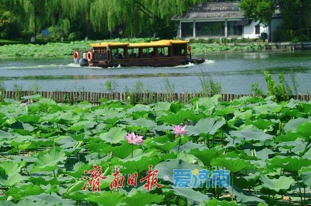 一年四季 泉在济南丨“荷”其有幸相约泉城，济南第39届荷花艺术节开幕了