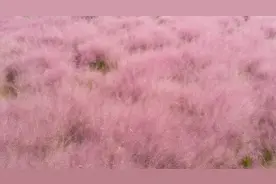 免费！郑州粉黛乱子草已上线，这些地方可观赏！图片