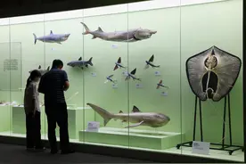 国家自然博物馆新增馆藏精品展开幕，今日延长晚间开放至21点图片