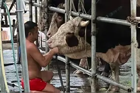 2分钟给牛灌水近50升！注水牛肉有哪些危害？如何分辨？图片