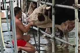 2分钟给牛灌水近50升！注水牛肉有哪些危害？如何分辨？图片