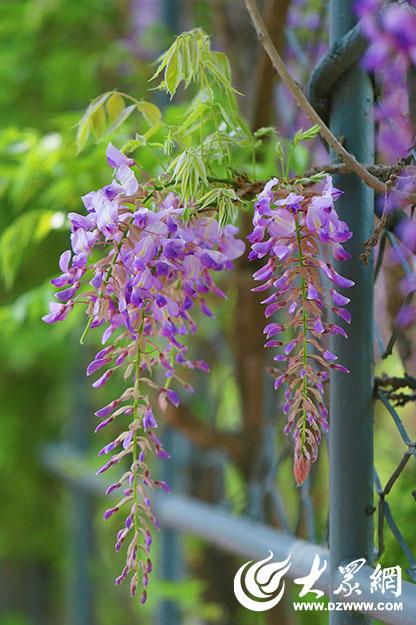 一城紫韵漫长廊！滨州紫藤花隧道迎来赏花季