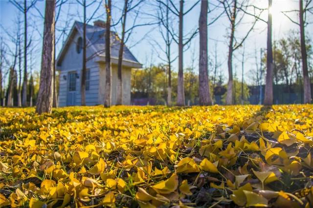 一键Get√氛围感！来这里，将海淀的秋收在镜头中——