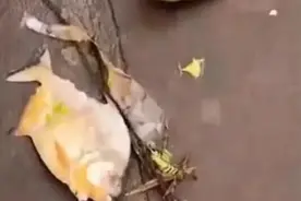 巴西被暴雨袭击城市被淹 街道上出现食人鱼图片