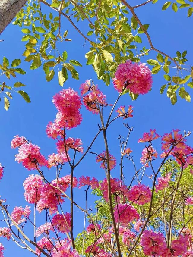 盛花期！流花湖畔迎来“冬日浪漫”！