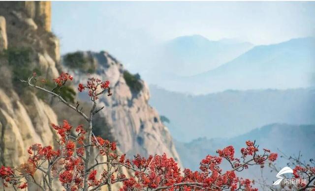 组图丨岱宗初冬暖光漫 红果松影醉游人