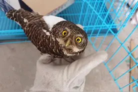 @连州街坊：遇到小鸟落难该如何施救？这份指南请收好图片