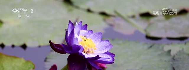 “秋日经济”活力满满 “赏秋+”催动文旅消费“热”力四射