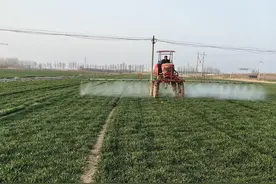 三农深度调查|一粒小麦的多重变身——齐河小麦副产品实现增值增效图片