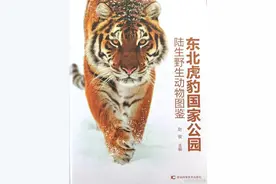 东北虎豹国家公园野生东北虎、豹已增至150只左右图片