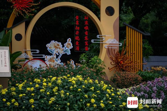 成都人民公园：700多种菊花等你来赏｜图集