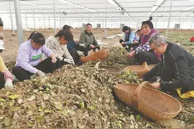 保康：小苍术种出大产业图片