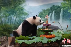 杭州动物园大熊猫香果庆生 享用“冰冻蛋糕”图片